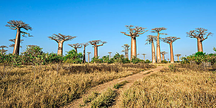 道路,猴面包树,穆龙达瓦,省,马达加斯加,非洲