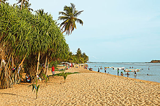 海滩,排列,棕榈树,布鲁维拉,西部,省,印度洋,斯里兰卡,亚洲