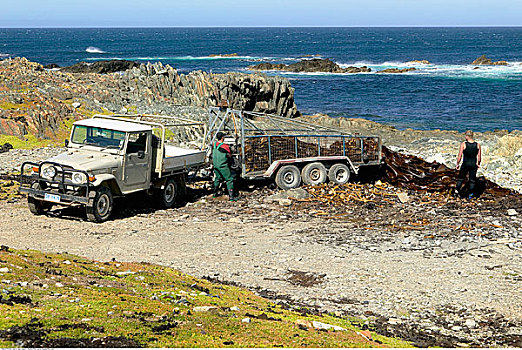 男人,收获,海藻,国王岛,塔斯马尼亚,澳大利亚
