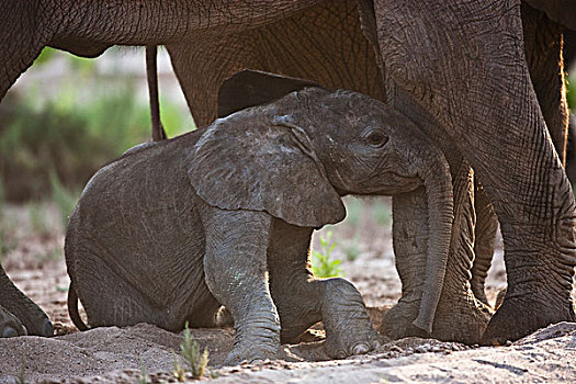 非洲象,幼兽,休息,荫凉,下面,母亲,骷髅海岸,纳米布沙漠,纳米比亚