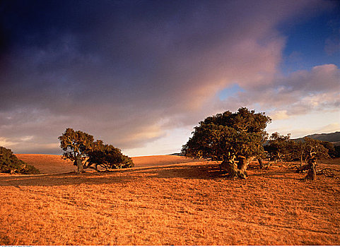 树,地点,圣芭芭拉,加利福尼亚,美国