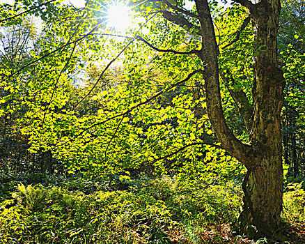 山毛榉树,太阳,山,黑森州,德国