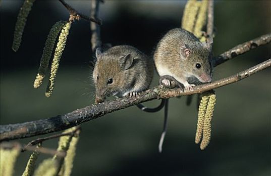 家鼠,小鼠,一对,树上,柔荑花,欧洲