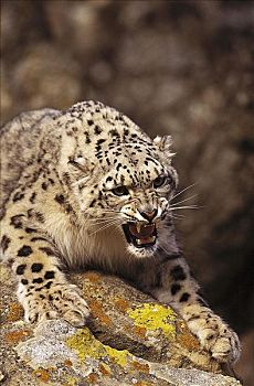 雪豹,大型猫科动物,狰狞,哺乳动物,猫科动物,亚洲,动物