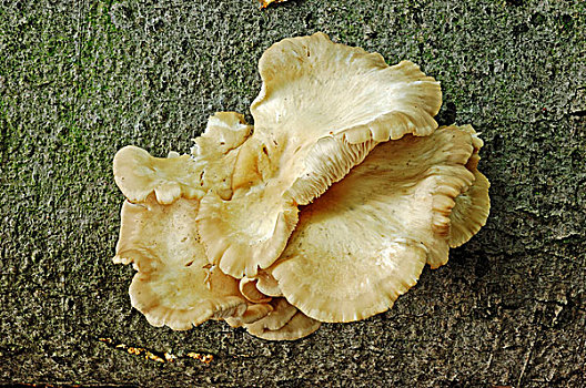 牡蛎,蘑菇,费吕沃,国家公园,荷兰,欧洲