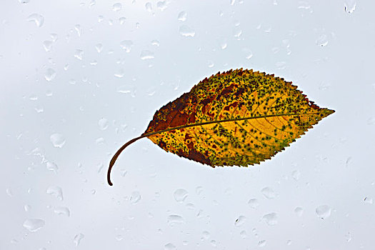 秋叶,玻璃窗格,雨滴