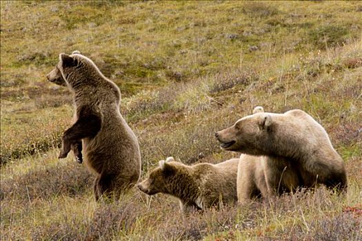大灰熊,棕熊,女性,青少年,熊,德纳里峰国家公园,阿拉斯加,美国