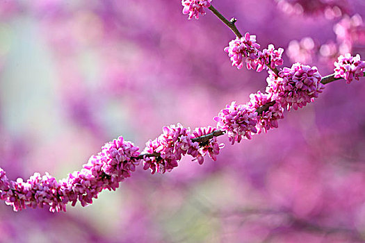 豆科紫荆花