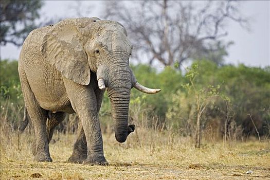 非洲,灌木,大象,非洲象,萨维提,乔贝国家公园,博茨瓦纳