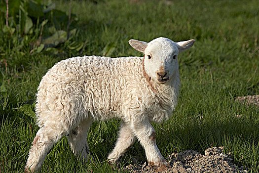 羊羔,威尔士