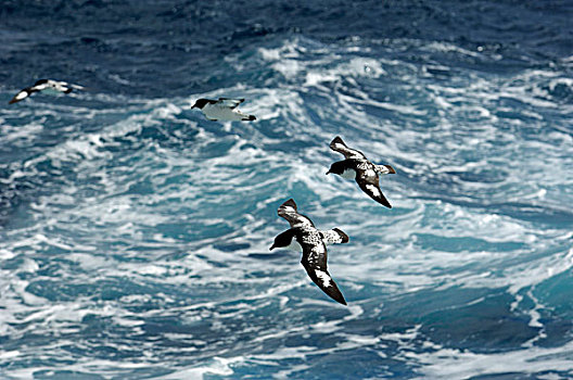 南极,斯科舍海,靠近,南乔治亚,岬角,海燕类,飞跃,海洋