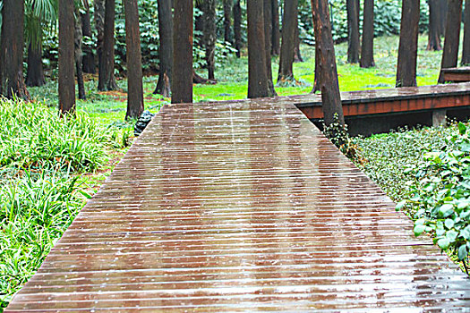 雨后树林间的木板路