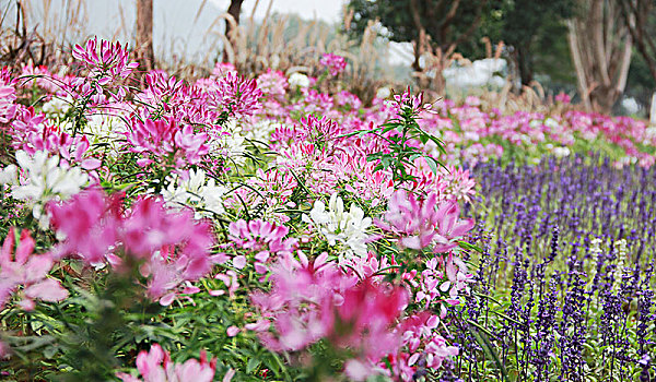 醉蝶花,蜘蛛花,凤蝶草,紫龙须,西洋白花菜,04