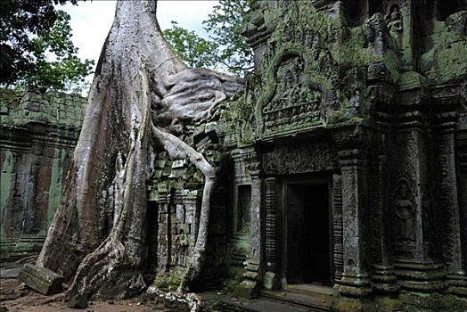 巨大,根部,热带,树,上方,塔普伦寺,寺庙,吴哥,柬埔寨