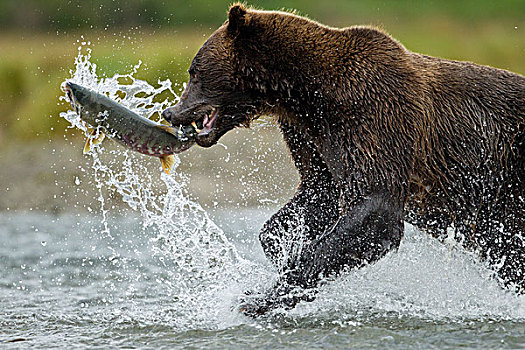 大灰熊,卵,抓住,河,湾,卡特麦国家公园,保存,西南方,阿拉斯加,夏天