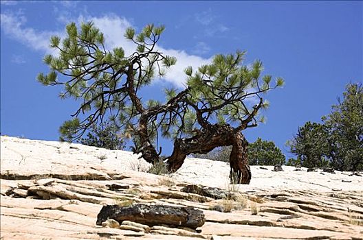 老,松树,松属,大阶梯-埃斯卡兰特国家保护区,犹他,美国
