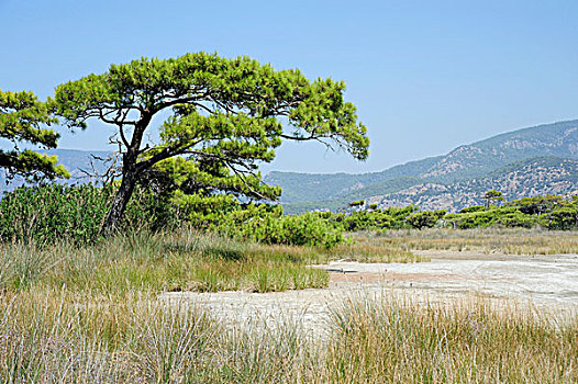 针叶树,海滩,海龟滩,自然保护区,靠近,地中海,土耳其,小亚细亚