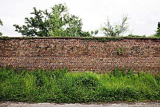 砖墙,植物