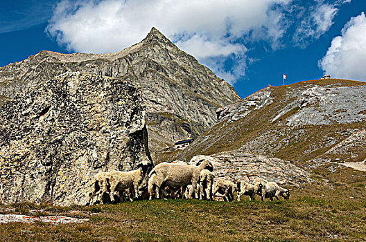 羊群,正面,小屋,顶峰,山,瓦莱,瑞士,欧洲