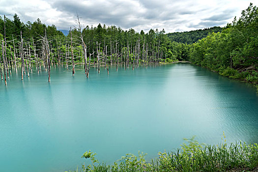 日本北海道美瑛蓝波