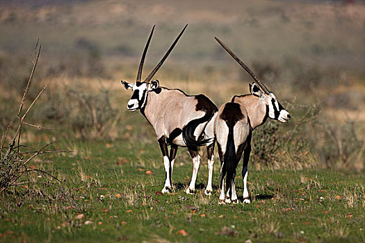 南非大羚羊,羚羊,纳米比诺克陆夫国家公园,纳米比亚