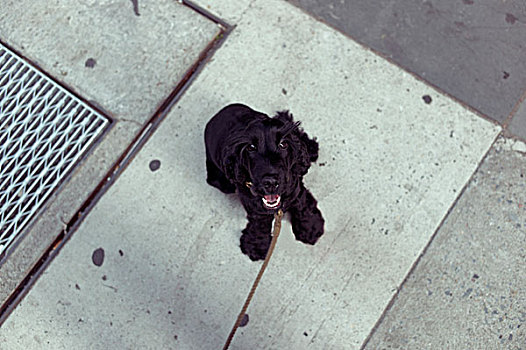 可卡犬,曼哈顿