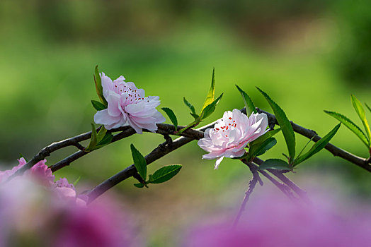 桃花朵朵开