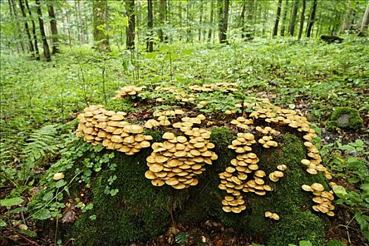 蘑菇,弗兰克尼亚,巴伐利亚,德国