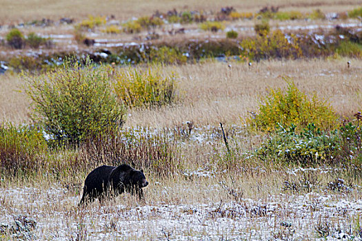 大灰熊,秋天,草地,黄石国家公园