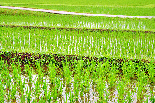 下雨,稻田