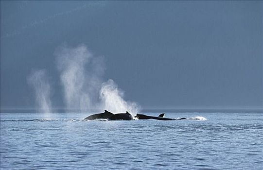 驼背鲸,大翅鲸属,鲸鱼,群,喷涌