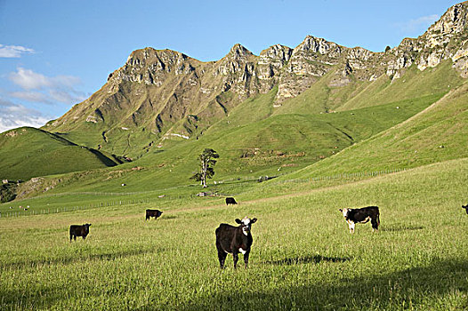母牛,农田,仰视,顶峰,北岛,新西兰