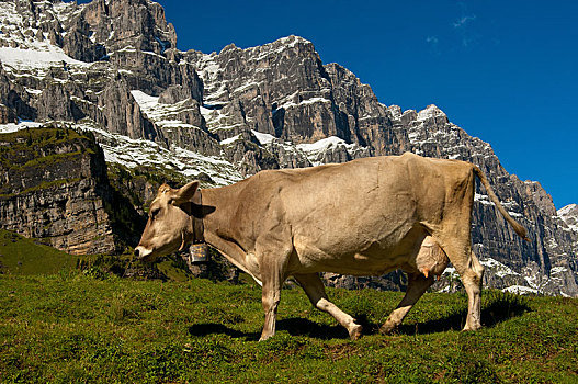 母牛,草场,格拉鲁斯,阿尔卑斯山,瑞士,欧洲