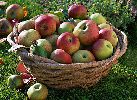 篮子,新鲜,收获,苹果树,苹果
