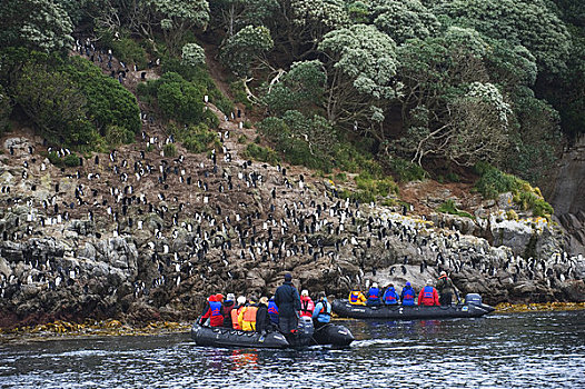 新西兰,岛屿,企鹅,游客,黄道十二宫,看