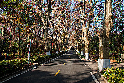 江苏南京钟山风景区明陵路公路