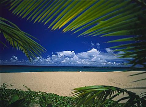 夏威夷,考艾岛,北岸,隧道,海滩风景,框架,棕榈叶,人,日光浴,远景
