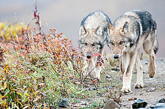 两个,灰狼,溪流,走,靠近,多彩,德纳里峰国家公园,室内,阿拉斯加,秋天