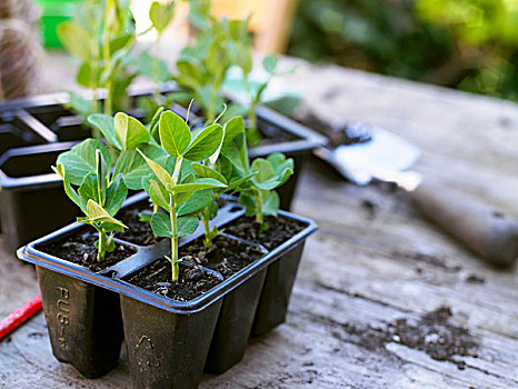 豌豆,幼苗,塑料容器,户外桌,就绪,种植