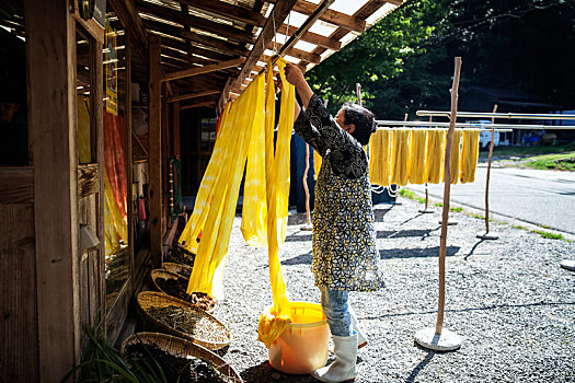 日本人,女人,户外,纺织品,植物,染色,工作间,悬挂,向上,新鲜,染,亮黄色,布
