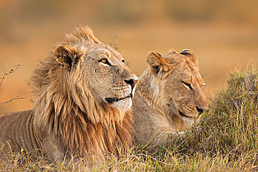 非洲狮,雌狮,狮子,卧,草,奥卡万戈三角洲,博茨瓦纳,非洲