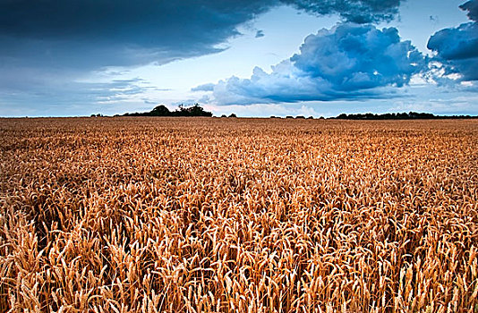 风景,金色,地点,小麦,生动,风暴,看,天空,夏天