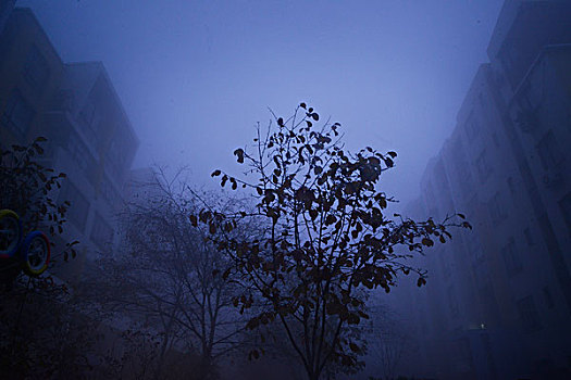 雾霾,大雾,夜晚,浓雾,清晨,早晨,黎明,住宅区,小区,灯光,路灯,树木,马路,街道,小巷,车灯