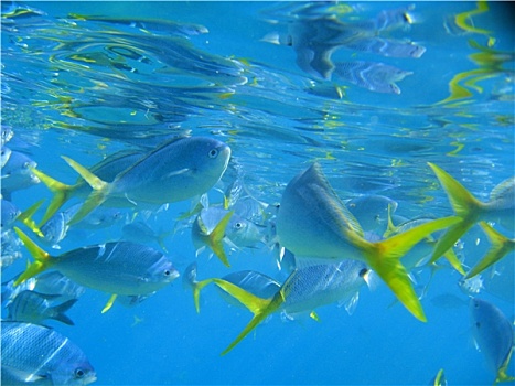 海洋生物,大堡礁