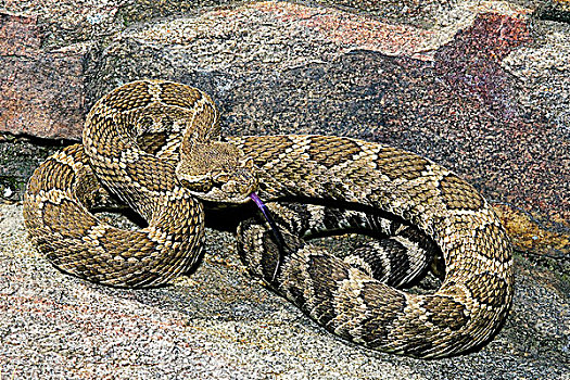 响尾蛇属,南方,奥克纳根谷,不列颠哥伦比亚省