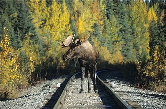 驼鹿,麋鹿,铁路线,阿拉斯加,北美