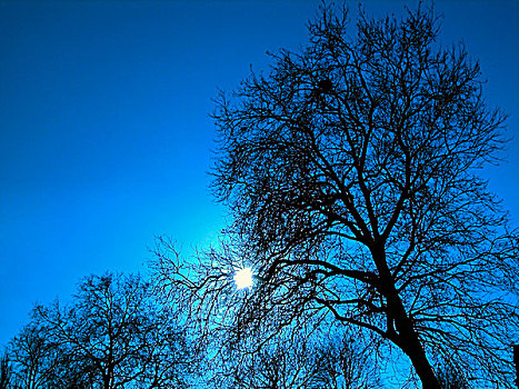 树,日光,蓝色,天空,背景