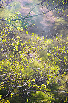 温暖光线中树木发出的嫩绿叶子
