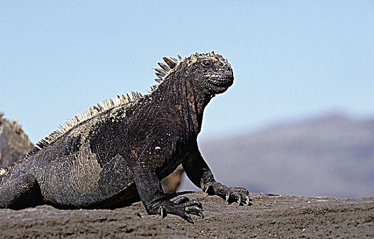 加拉帕戈斯,海洋,鬣蜥蜴,海鬣蜥,岩石上,加拉帕戈斯群岛