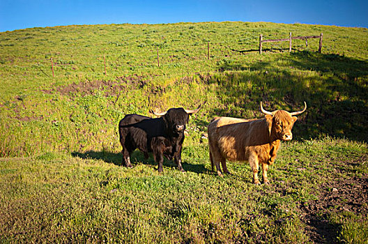 两个,文化遗产,母牛,青草,加利福尼亚,美国